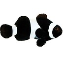 OcellarisClownfish