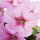 Pink00Petunia