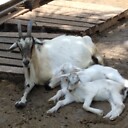 NaplesGoatFarm