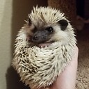 knucklesthehedgehog