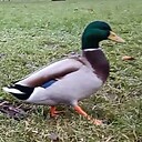 OnePlusDucks