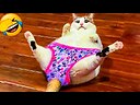 funny_animals0