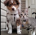 CatsAndDogBor