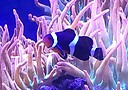 ClownFish05