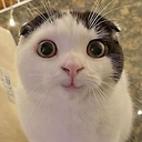 AnimalEcho