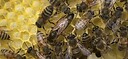 MaverickBeekeeper