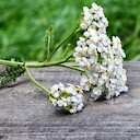 RainingYarrow