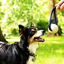 DogTrainingHost