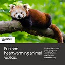 ViralPetAnimal