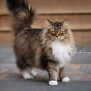 ASHLEY1211