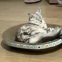 Funcutepetmedia