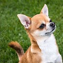 cuteChihuahua