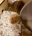 Hamsterheaven