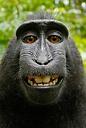 Animalsfunclub