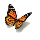 MsMamaButterfly