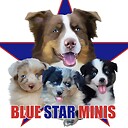 Bluestarminis