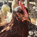 TheChickenGuy666