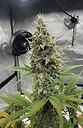 Bills_Botanicals