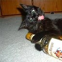 Drunk_Kitten