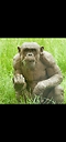 HairlessMurderApe