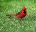 RedCardinals2