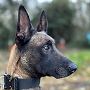 KaiserSearchMalinois