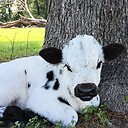 BlueBarnPastures