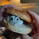 HamsterHam