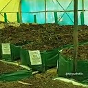 Varmicompost