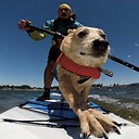 paddleboarddog