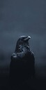 NORTH_XVI