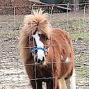 NannysLittleHorses