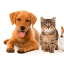 funnypetvideos7
