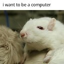 courierrat