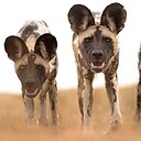 AfricanWildDogs