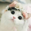 CuteeCats