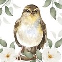 HelloBirdie