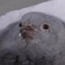 PigeonChess