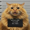 NaughtyGreedyCat