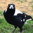 MissAussieMagpie