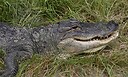 DaAlligator