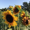 BackyardSunflowers