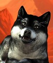 ChatDawg