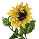 Sunflower1995