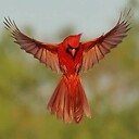 RedCardinal33