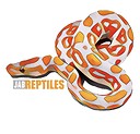 jabreptiles