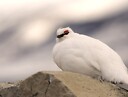 TerpPtarmigan