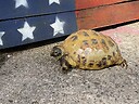 ShellyTheTortoise