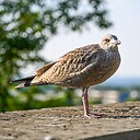 Zugvogel