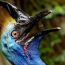 CrispCassowary